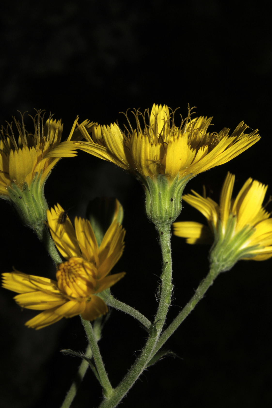 Hieracium racemosum / Sparviere racemoso